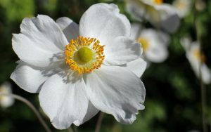 Valkoinen kukka auringonpaisteessa