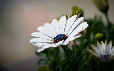 3 Pyhän Hengen tehtävää, joita et ehkä tiedä