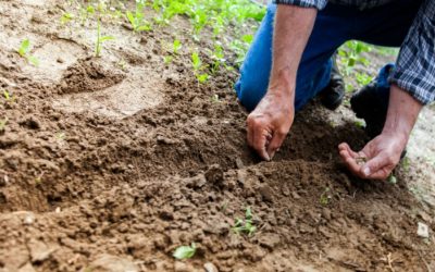 Osa II: Palvelemisen ”Miksi?”