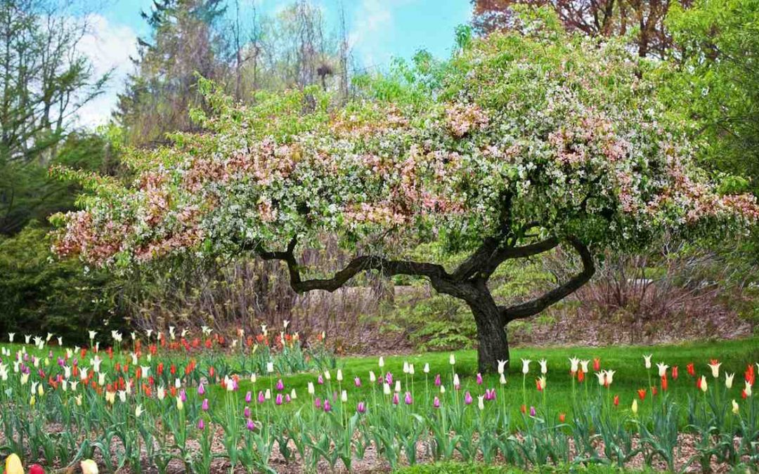Miten mormonikirkko suhtautuu evoluutioon, kun se opettaa oppia Aadamista ja Eevasta?