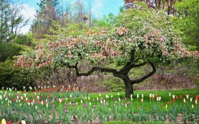 Miten mormonikirkko suhtautuu evoluutioon, kun se opettaa oppia Aadamista ja Eevasta?