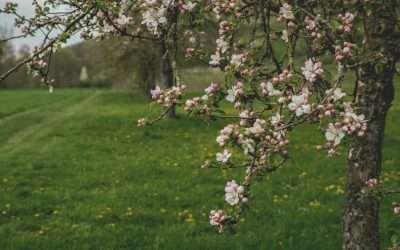 Miksi lankeemus suunniteltiin & kaunis opetus sovituksesta, jonka voimme oppia Eevalta